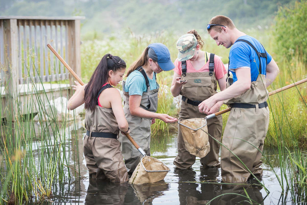 4 UW-Parkside students stand in a pond and use nets to observe pond life