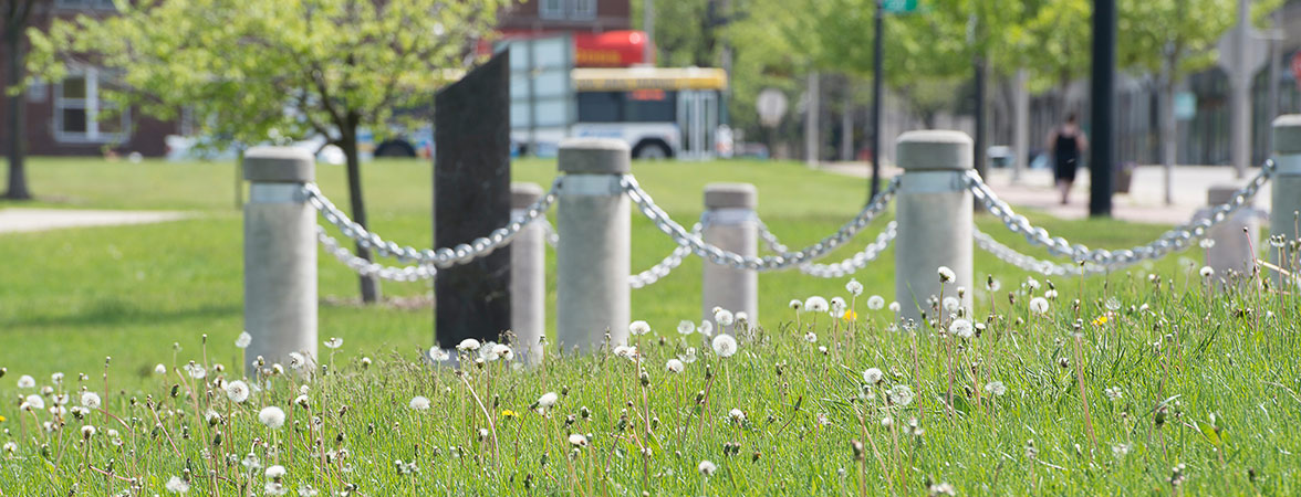Dandelions in downtown Kenosha