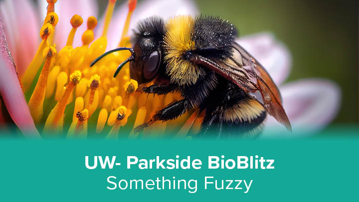 image of something fuzzy, a bumble bee