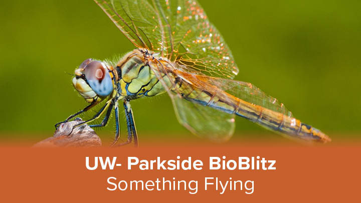 image of something flying a dragonfly
