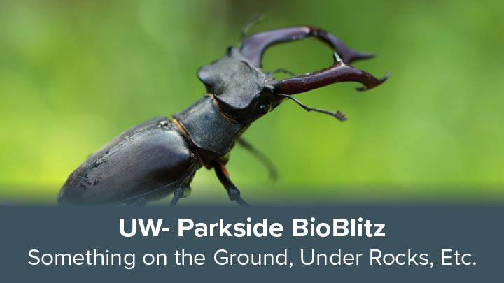 image of something on the ground, a giant beetle