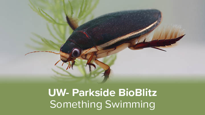 Something swimming image of a water bug