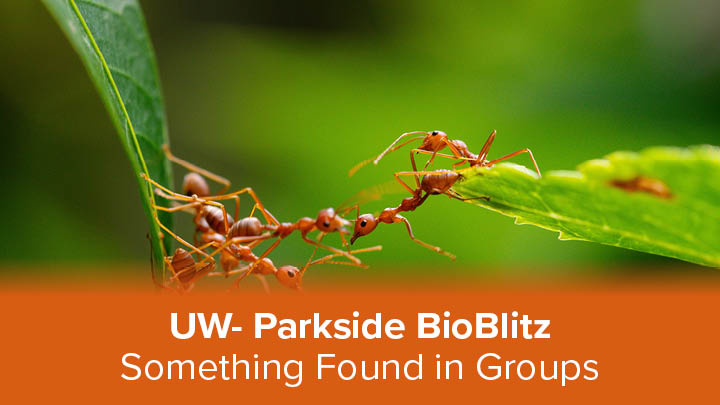Groups themed image of  ants on a leaf