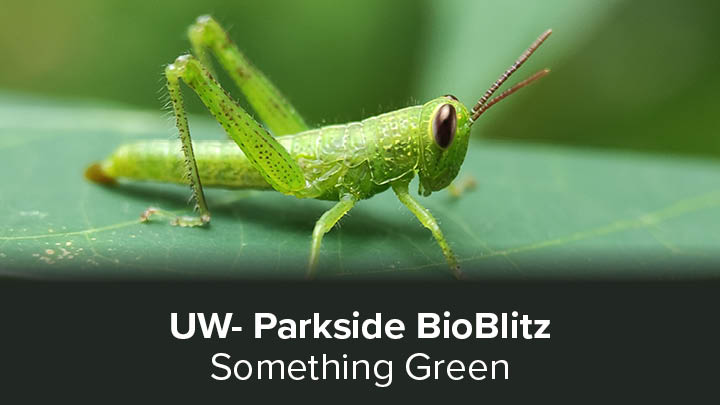 image with grasshopper, something green