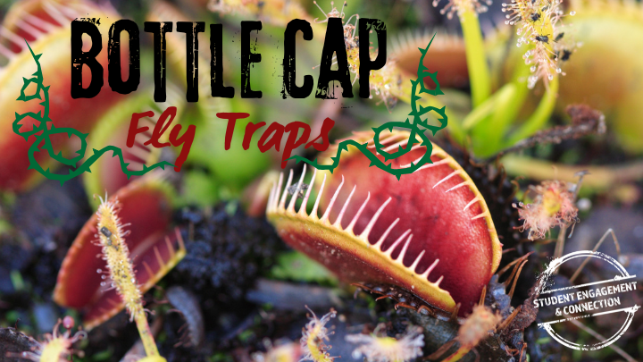 Bottlecap fly traps