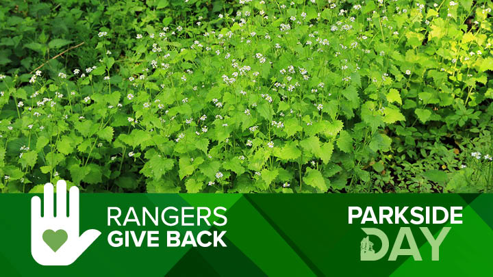 image of garlic mustard