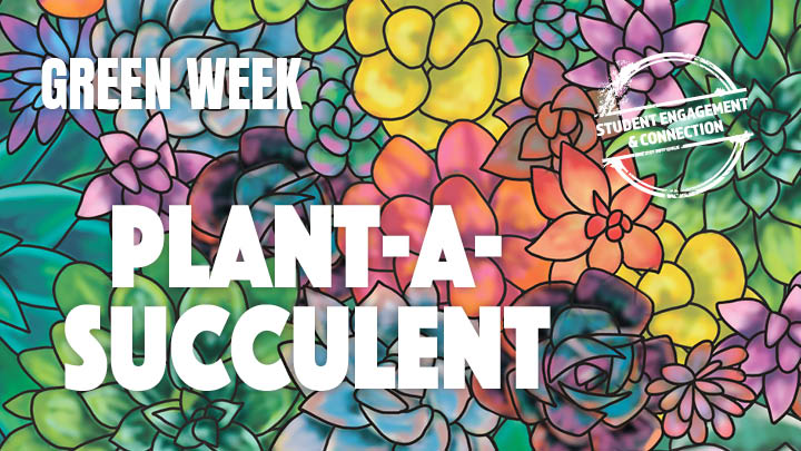 plant a succulent