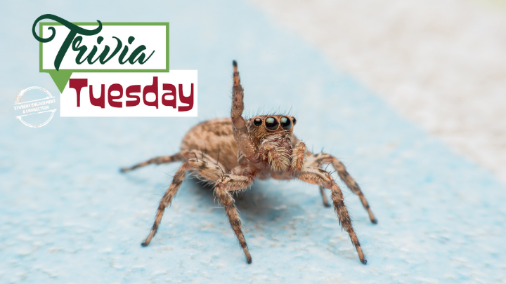 Trivia Tuesday- spiders