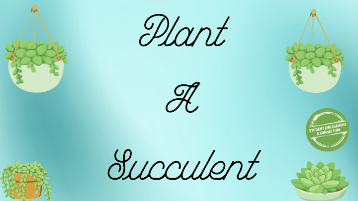 plant a succulent