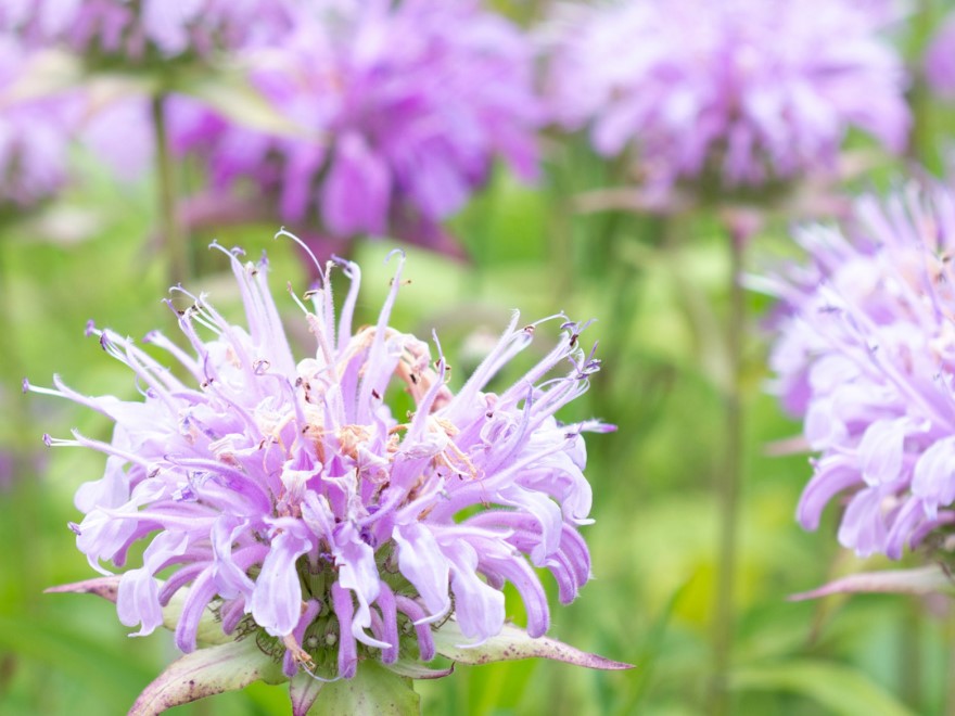 Beebalm (Mondarda fistulosa, purple flowers) shown growing with butterflyweed (Asclepias tuberosa, orange flowers) on Parkside’s campus.