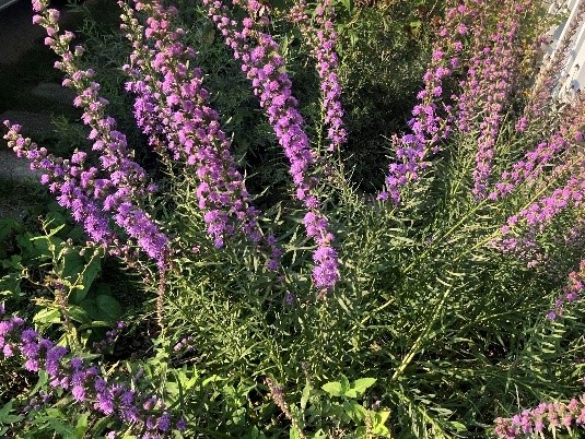 Rough Blazing star (Liatris aspera) blooms late into the fall.