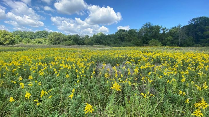 A field of Golden Rod