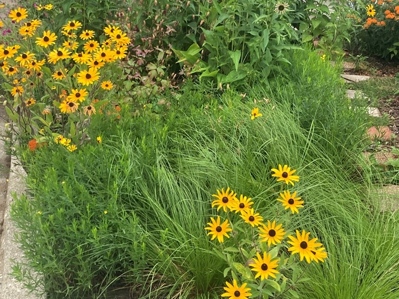 Black eyed susans (Rudbeckia hirta) and prairie dropseed (Sporobolus heterolepis) intermingling. Black eyed susans (Rudbeckia hirta) and prairie dropseed (Sporobolus heterolepis) intermingling.