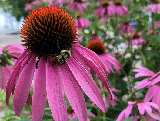 A bumblebee enjoying a purple coneflower (Echinacea purpurea).