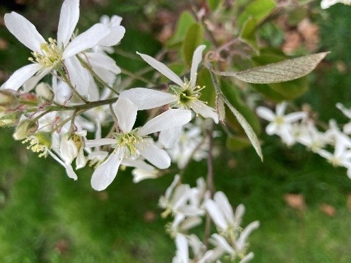 Serviceberry (Amelanchier x grandiflora 'Autumn Brilliance') in bloom. Serviceberry (Amelanchier x grandiflora 'Autumn Brilliance') in bloom.