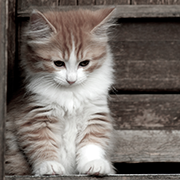 kitten by old door