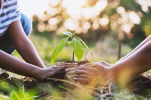 shutterstock_18512897621 plant