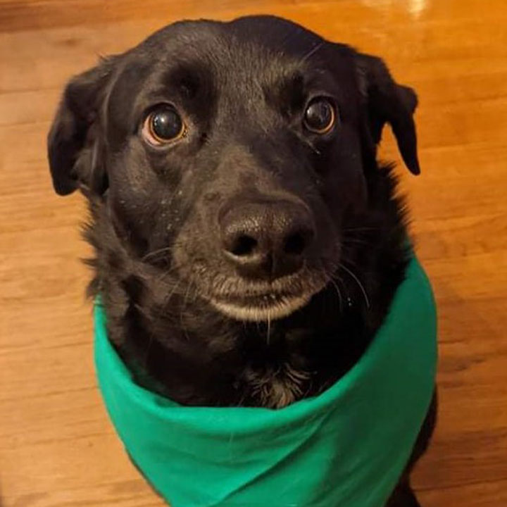 Dog3_720x720 Dog3_720x720