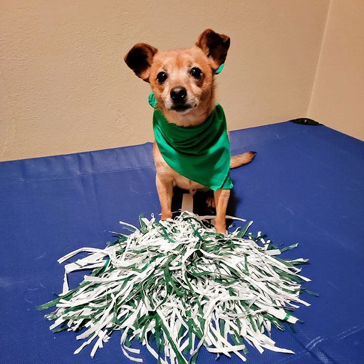 Dog4_720x720 Dog4_720x720
