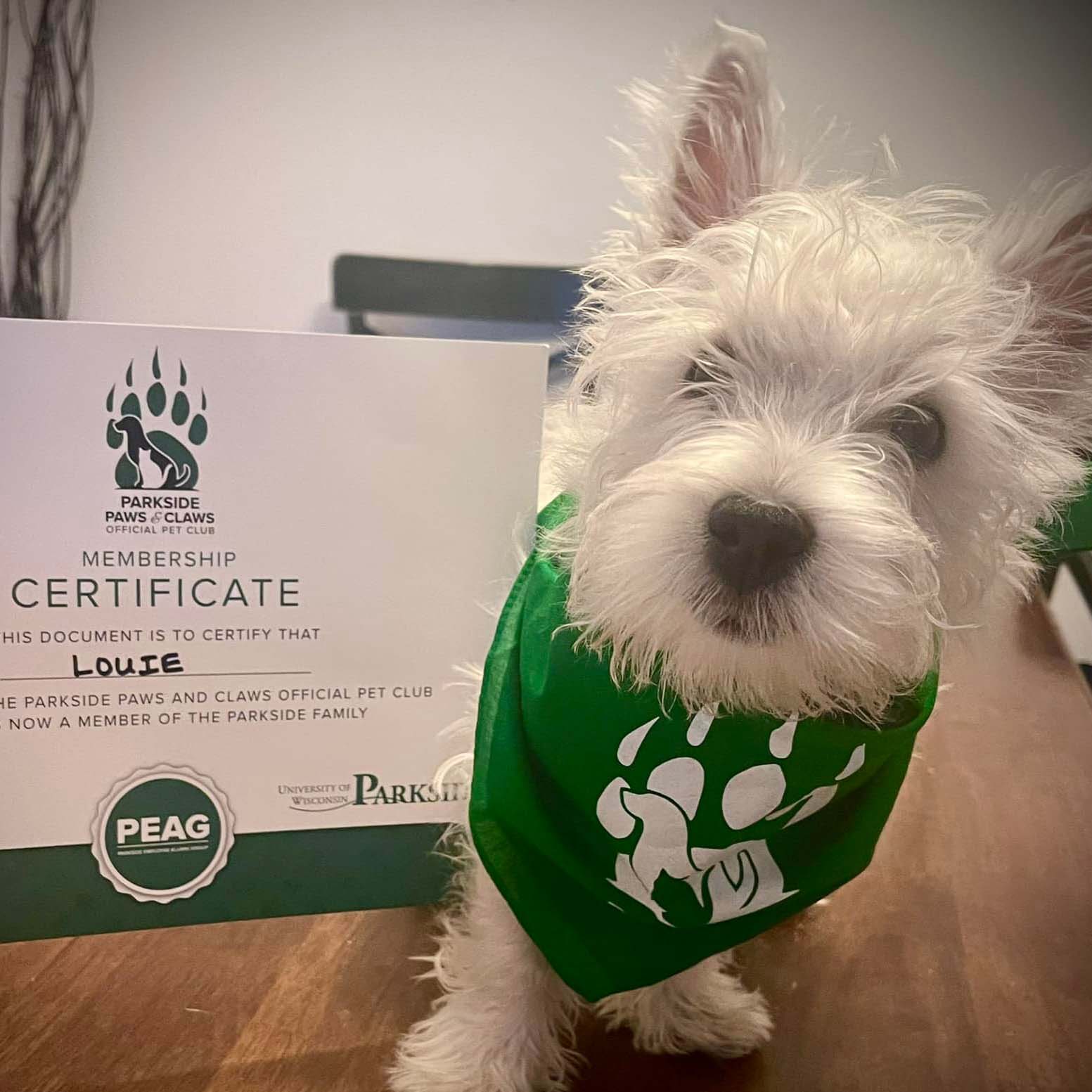 Louie white fluffy dog