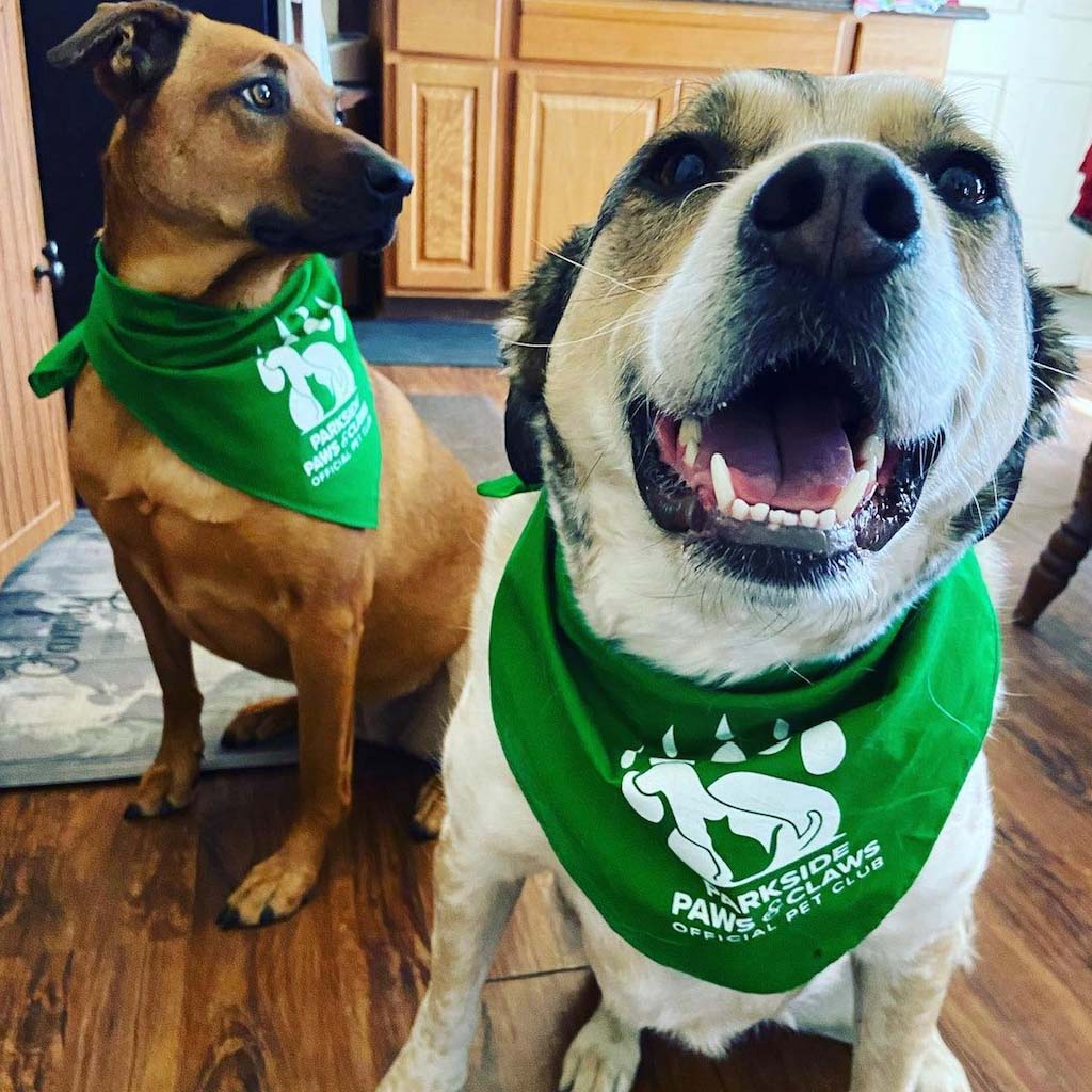 brown dog with black and white dog