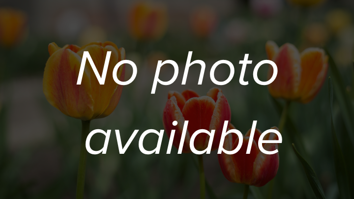A placeholder image with a dark, blurred background of orange and yellow tulips, featuring the centered white text "No photo available."