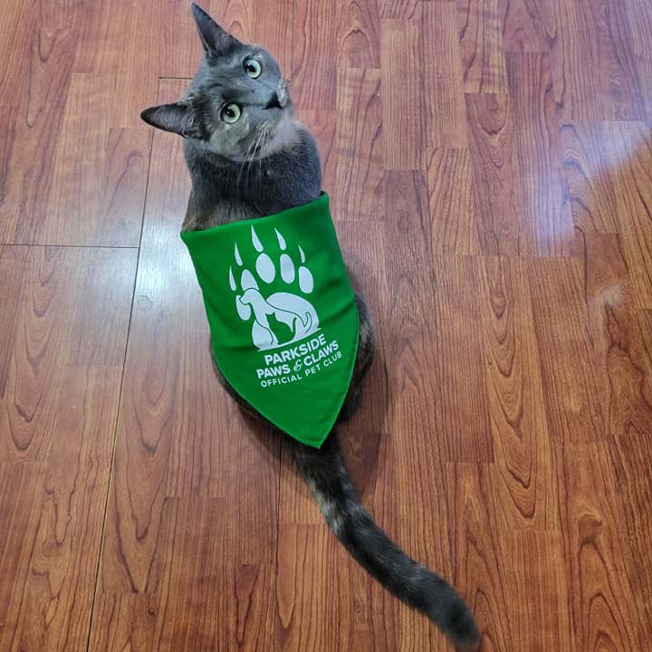 potpie grey cat cute