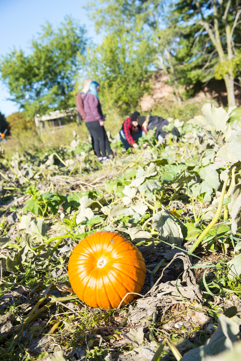 Enviromental Studies class does soil sampling in the community garden.