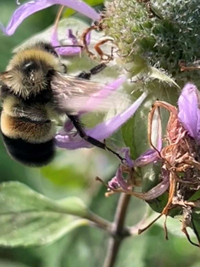 A rusty patch bumble bee pollinates a flower