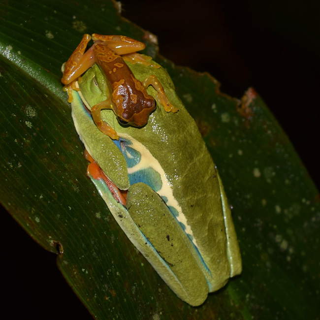 male Harlequin Frog sits atop a female Red-eyed Treefrog 