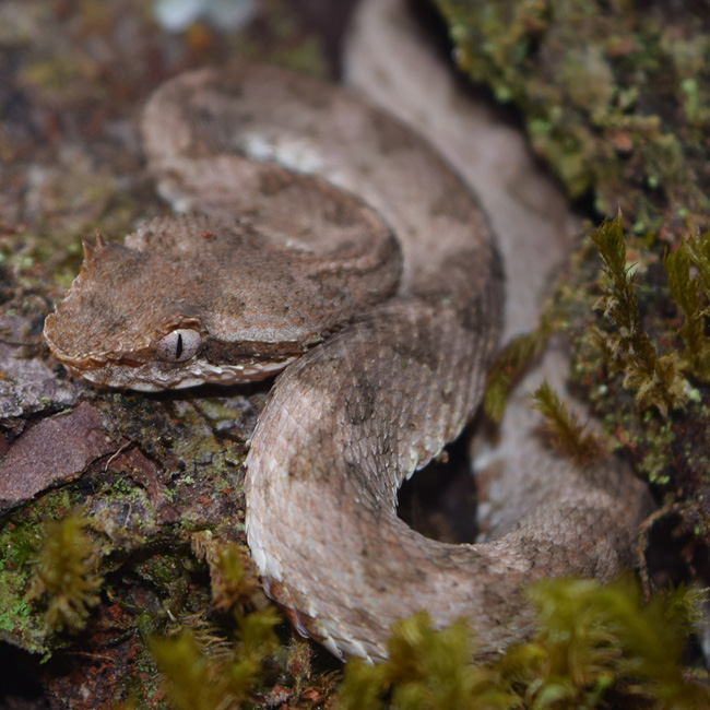 An Eyelash Viper curled up 