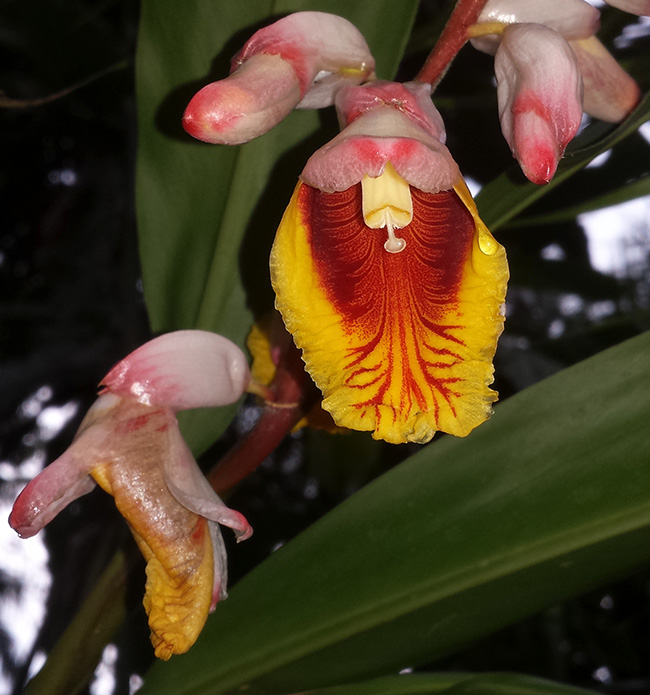 Image of a pink, yellow and red orchid type flower in Costa Rica