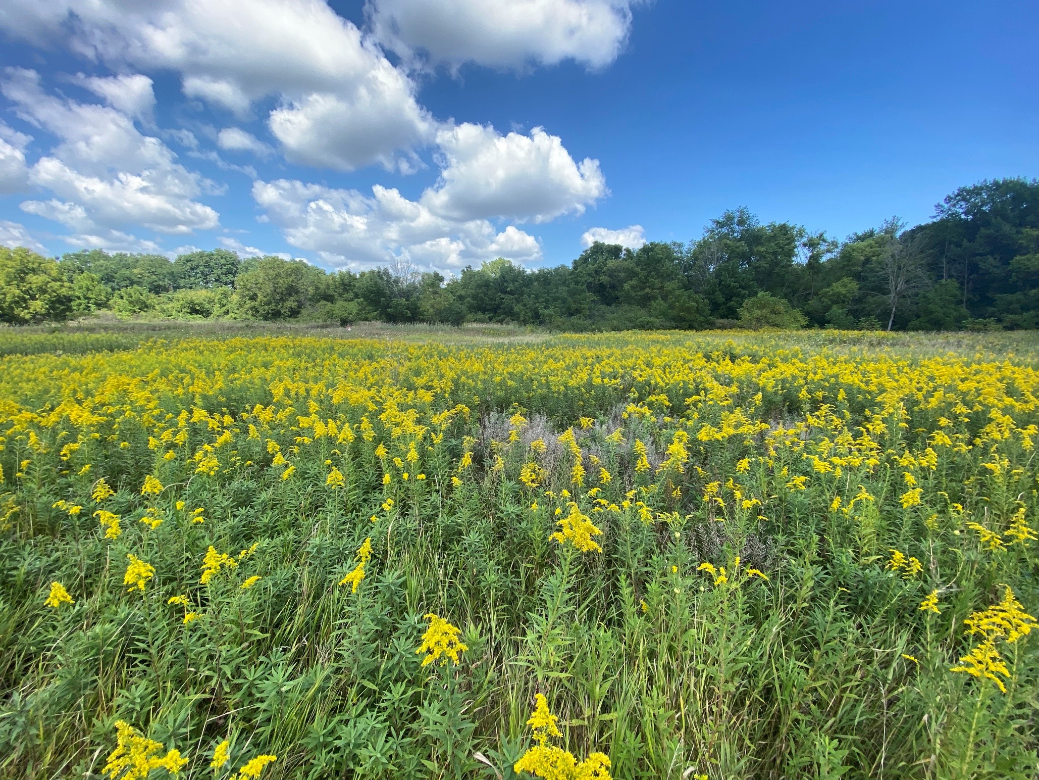 A field of Golden Rod