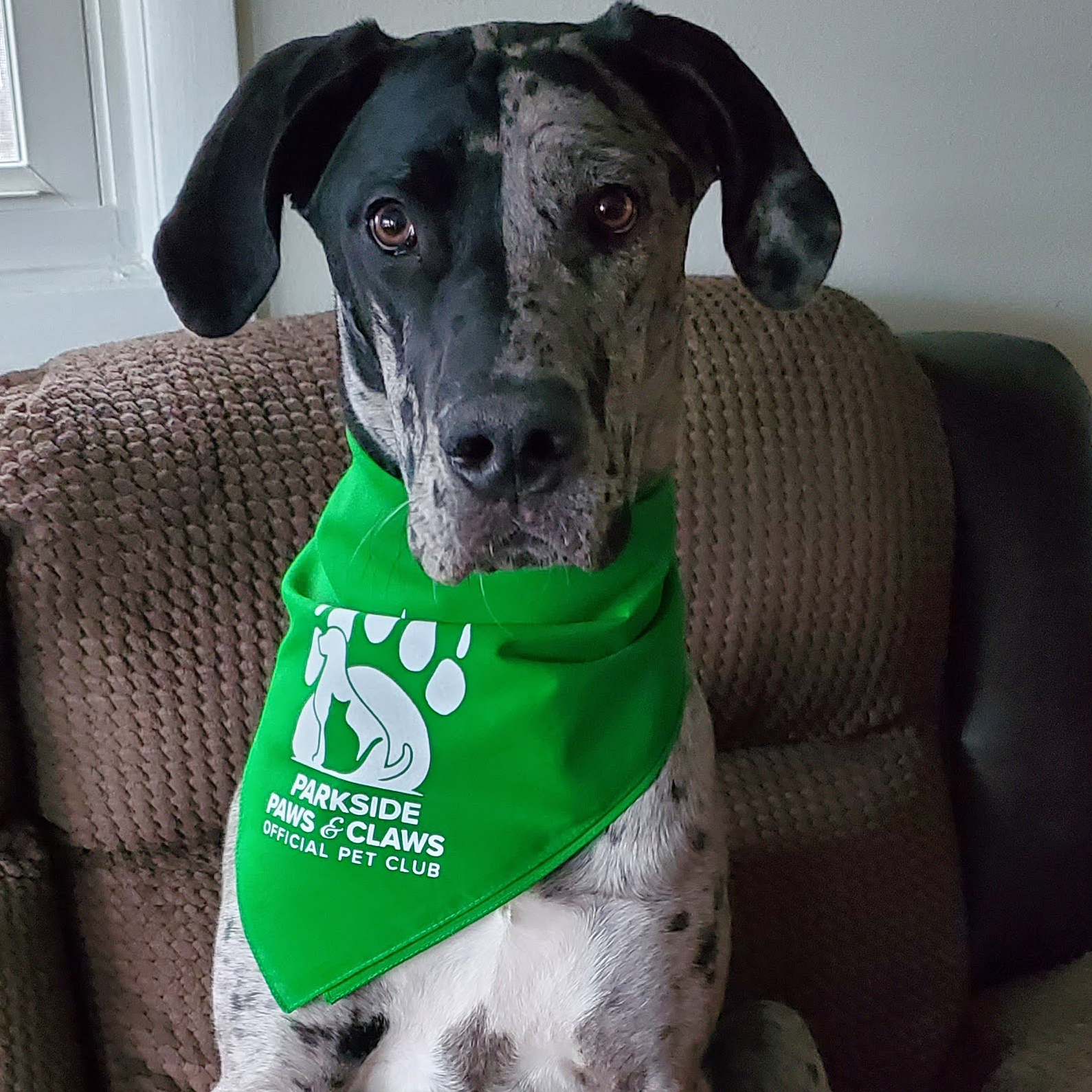 black and grey great dane