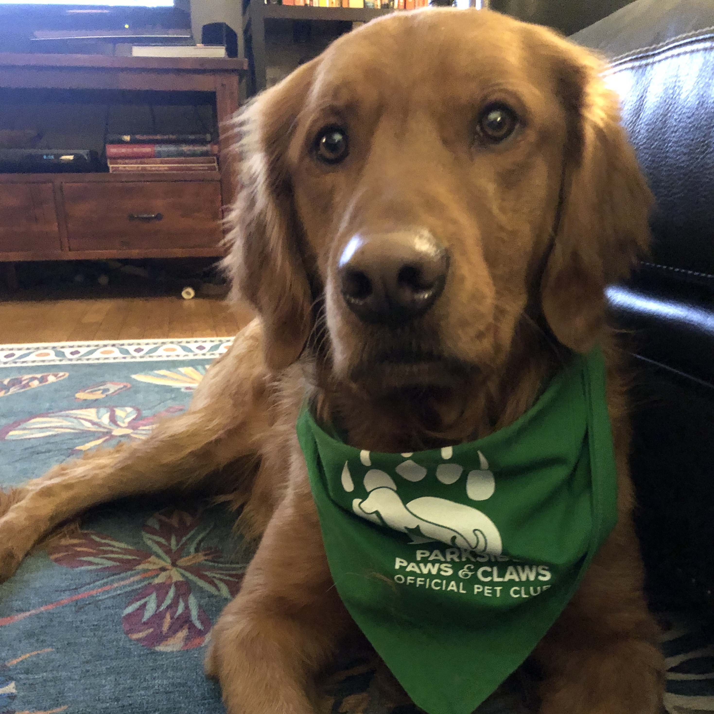 Hendrix Golden Retriever