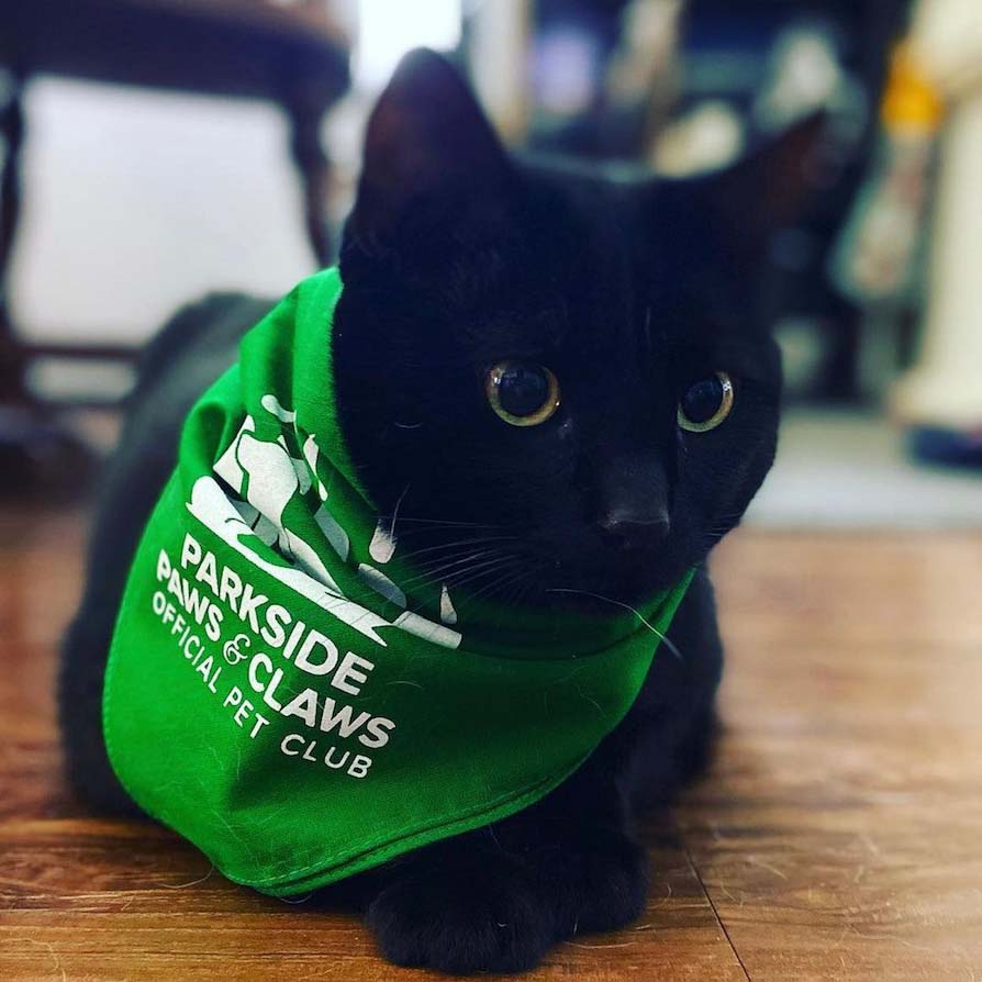 black cat green eyes