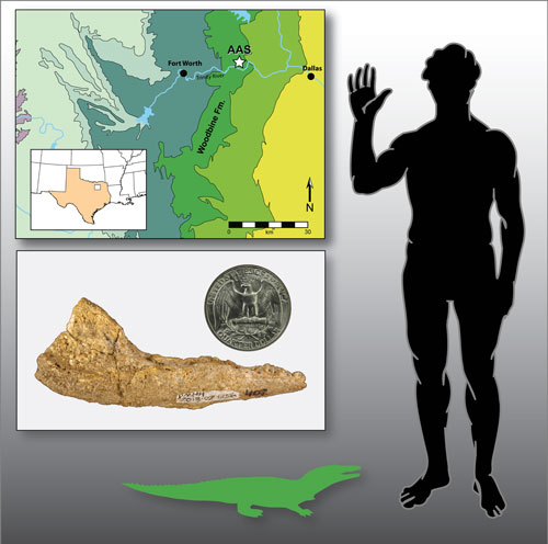 Arlington Archosaur Site