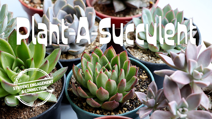 plant-a-succulent