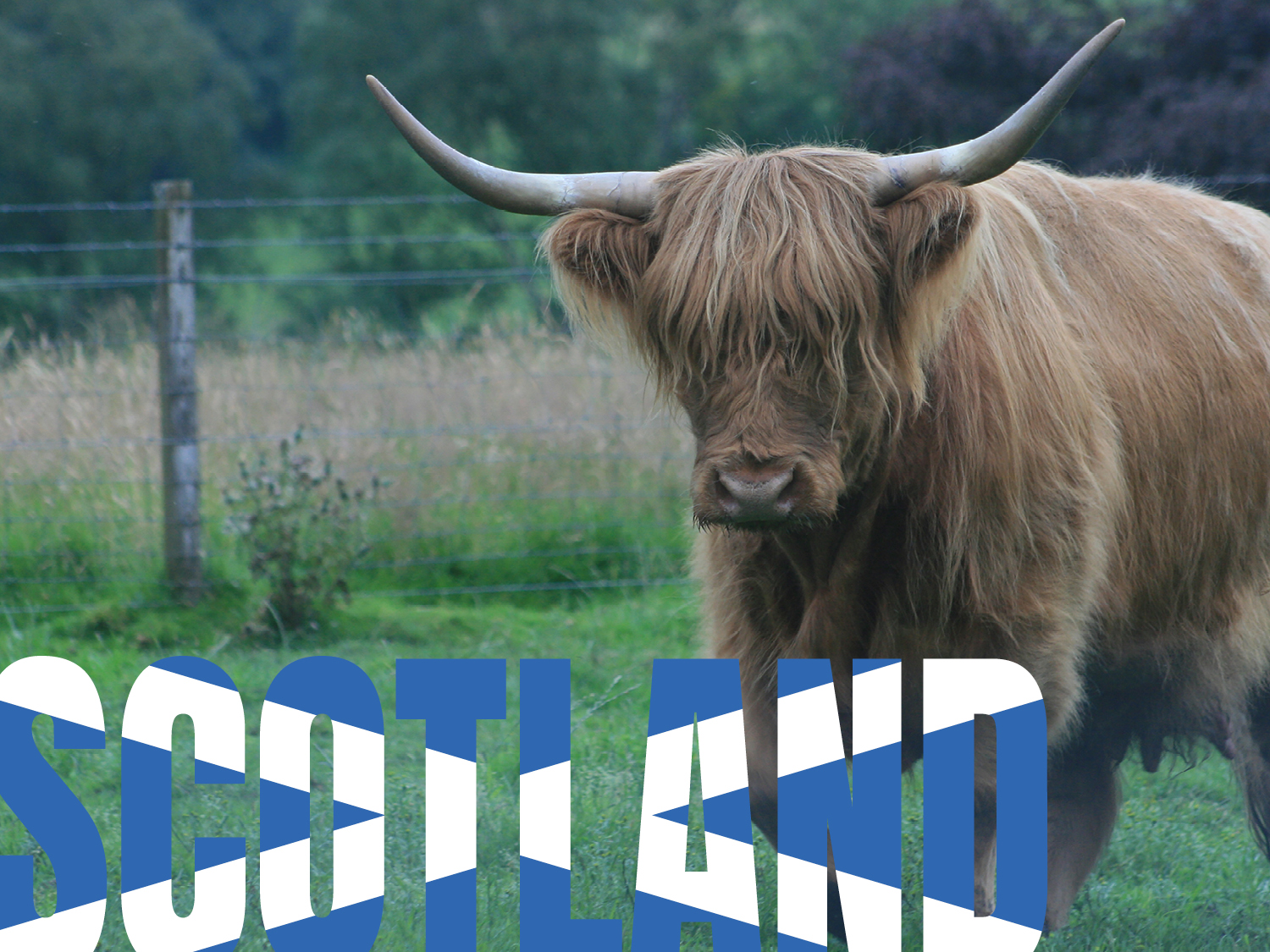 Scotland image of highland cow
