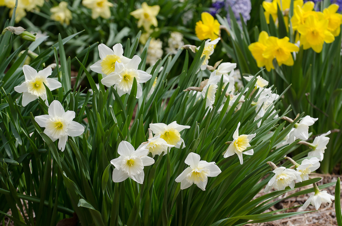 spring flowers at UW-Parkside