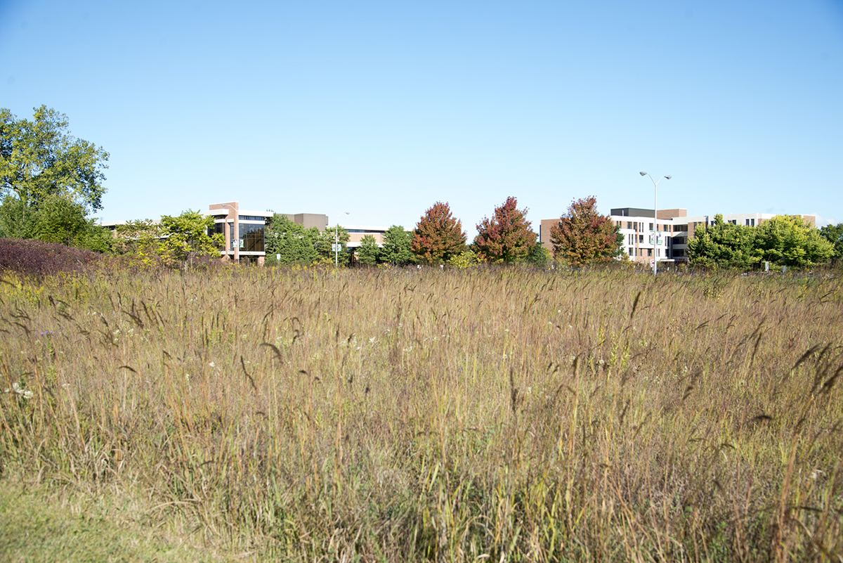 Fall on campus