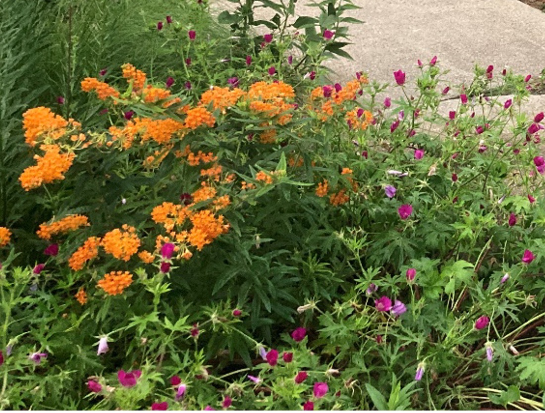 Butterflyweed (Asclepias tuberosa) growing with winecups (Callirhoe involucrata).