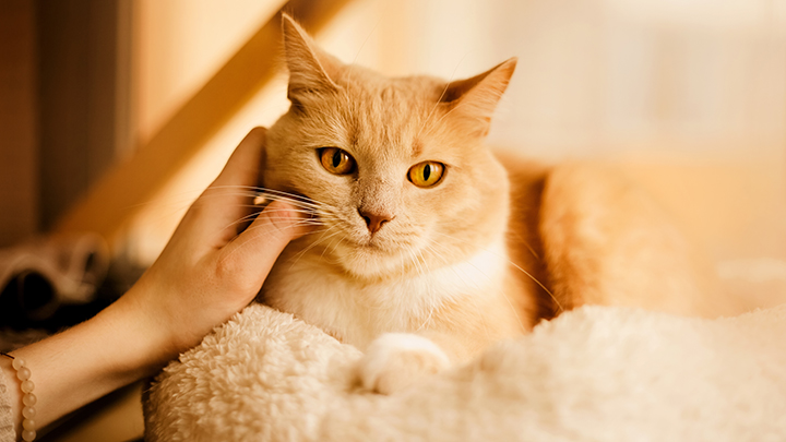 emotional-support-animal