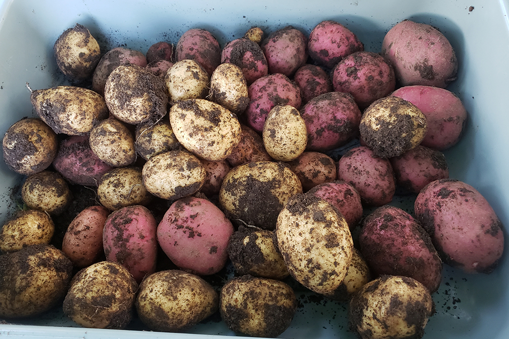 potatoes2 potatoes2