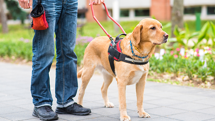 service-dog
