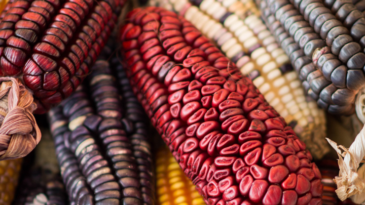 shutterstock_corn