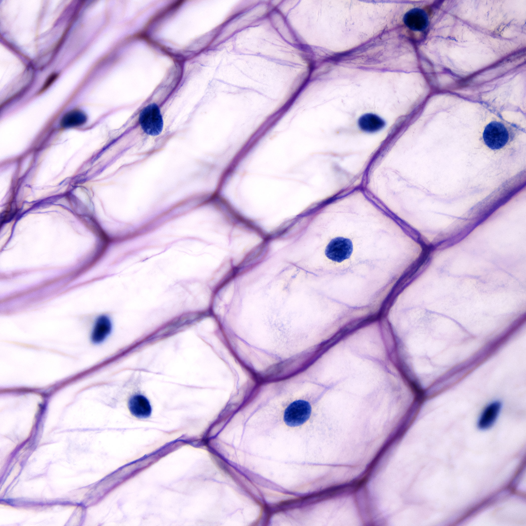 purple cells cells purple