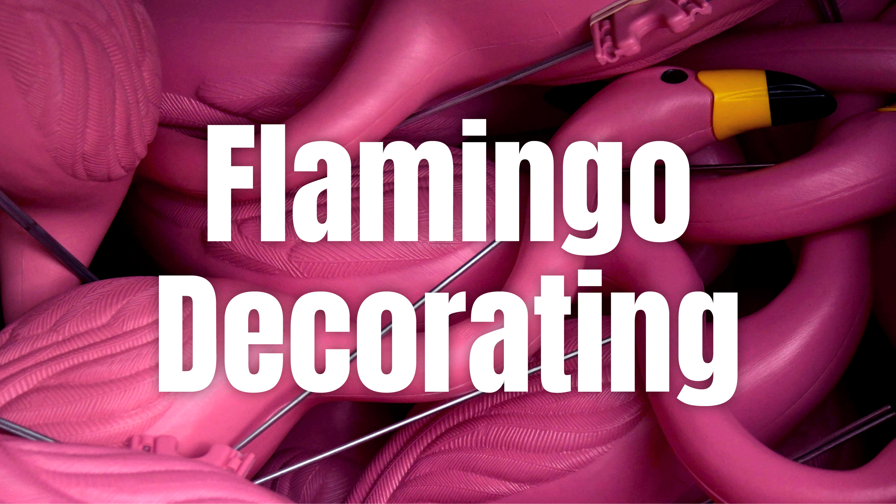 Flamingos 720x405