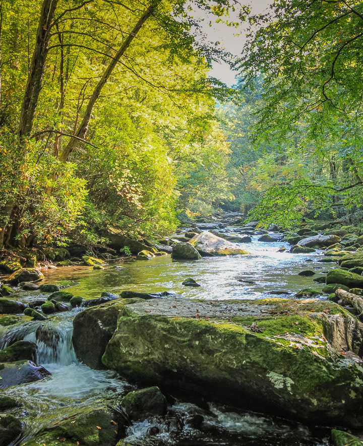 stream.woods