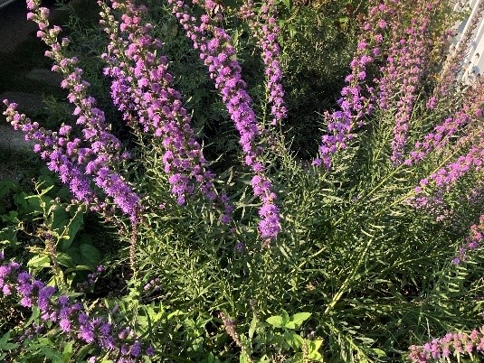 Rough Blazing star (Liatris aspera) blooms late into the fall.